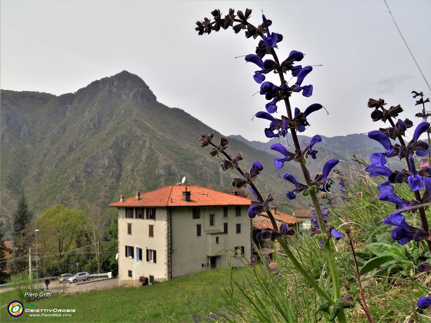 79 Salvia pratensis (Salvia dei prati) con vista sulle case di Tessi e verso il Monte Zucco.JPG